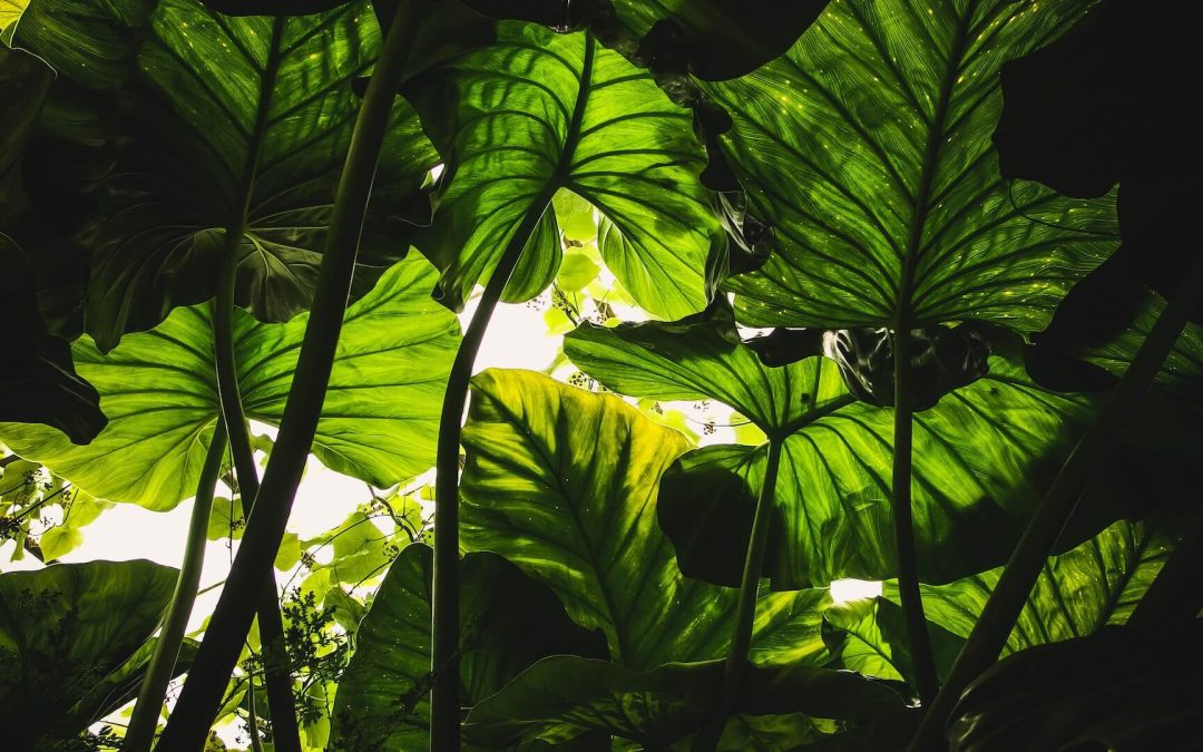 Questions for Brand Messaging | For Plants
