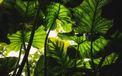 Questions for Brand Messaging | For Plants